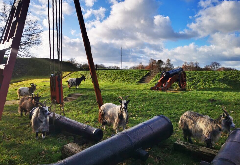 Vrijwilliger Groen & Geiten